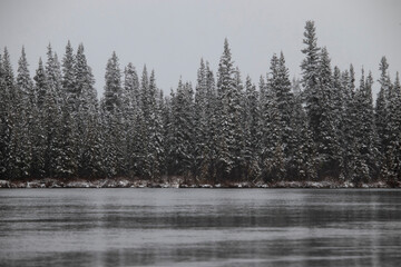 Trees at Alaskan creek on sowy day © Kari