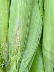 Obraz premium Full frame background of fresh raw corn cobs with green husks close up pattern copy space