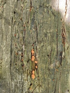 Small orange slime mold mushrooms growing on a weathered mossy tree bark texture