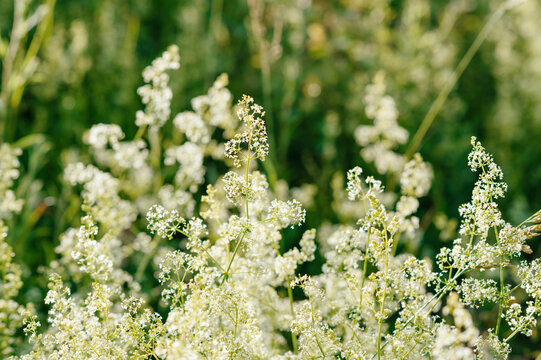 Clusters of creamy white meadowsweet blossoms growing in a natural summer meadow