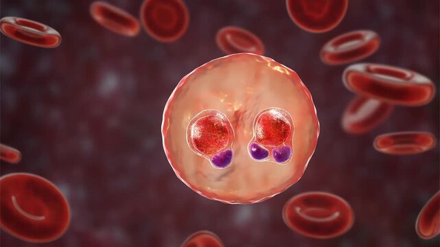 Plasmodium falciparum ring stage, 3D animation showing early intraerythrocytic trophozoites within red blood cells, characteristic of falciparum malaria in humans.