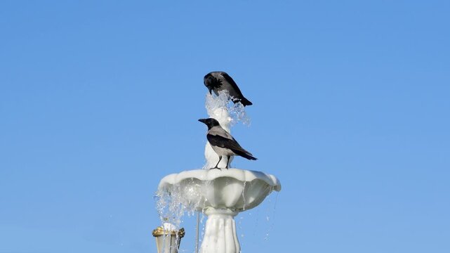Two hooded crows perched on a white marble ornamental water fountain, splashing, bathing, and drinking water from the jet against a clear blue sky