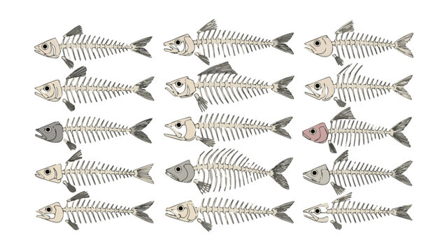 Collection of Fresh Fish Species Displayed in a Row.