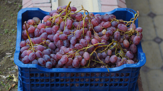 Fresh harvested red grapes in a blue plastic crate outdoors