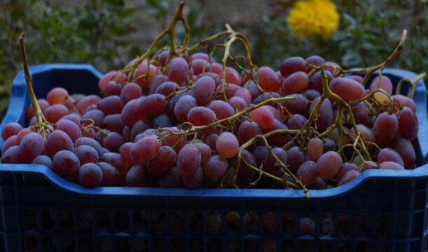Fresh Harvested Red Grapes in Blue Plastic Crate Outdoors