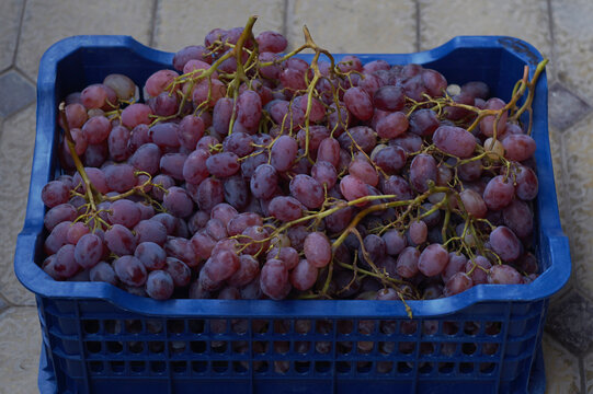 Fresh harvested red grapes in a blue plastic crate outdoors