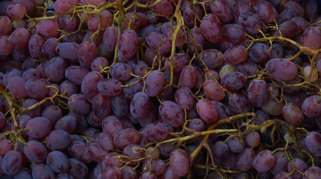 Full frame close up background of fresh harvested red grapes