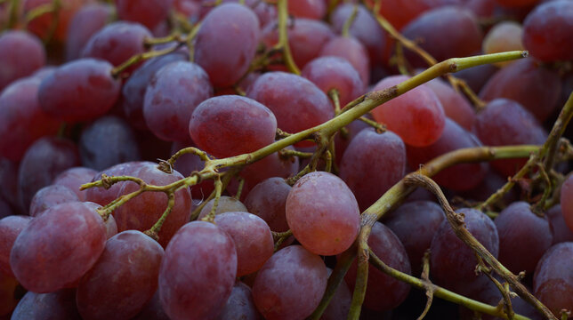 Full frame close up background of fresh harvested red grapes