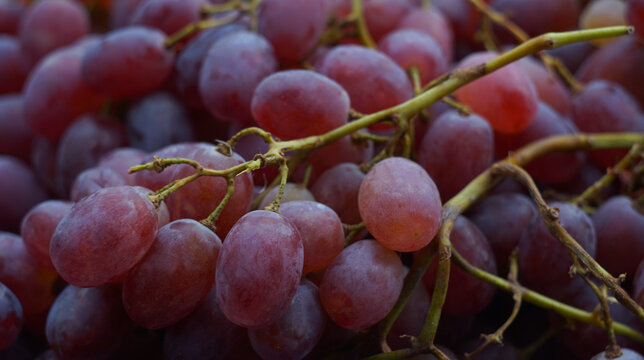 Full frame close up background of fresh harvested red grapes