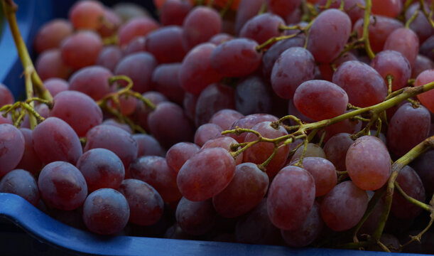Macro Shot of Fresh Ripe Red Grapes Texture Background