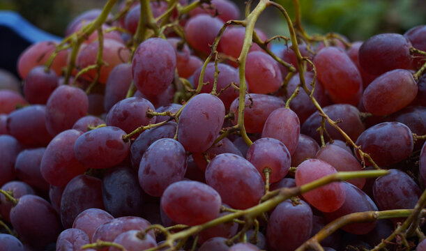 Macro Shot of Fresh Ripe Red Grapes Texture Background
