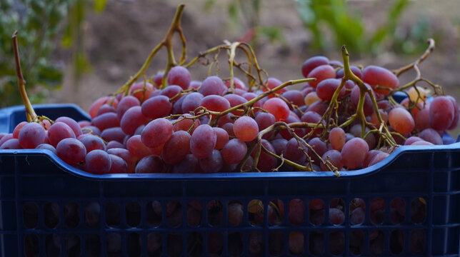 Red grapes harvest in a blue plastic crate outdoors in the garden