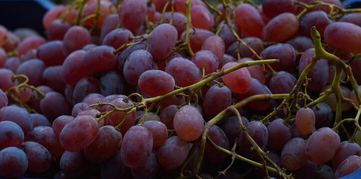 Macro Shot of Fresh Ripe Red Grapes Texture Background