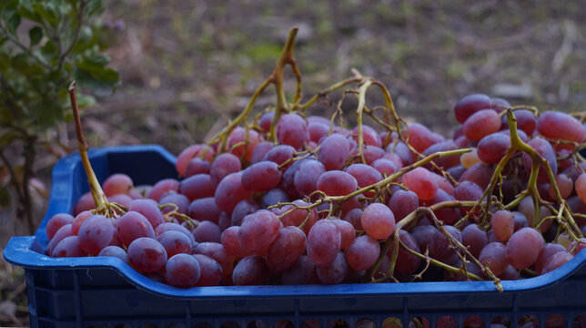 Red grapes harvest in a blue plastic crate outdoors in the garden