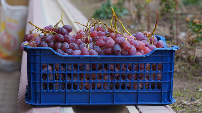 Side view of fresh red grapes harvested in a blue plastic crate outdoors