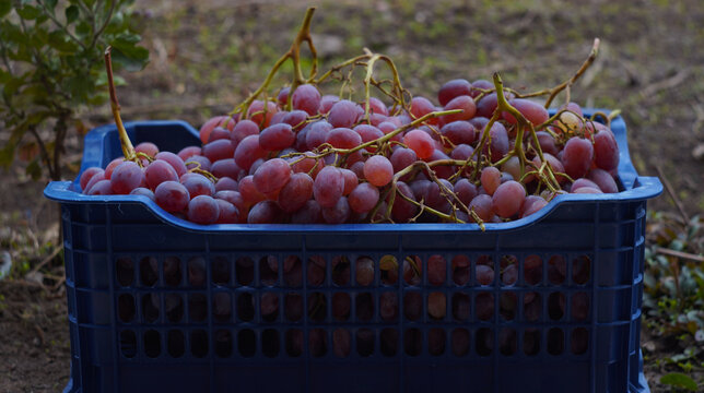 Red grapes harvest in a blue plastic crate outdoors in the garden