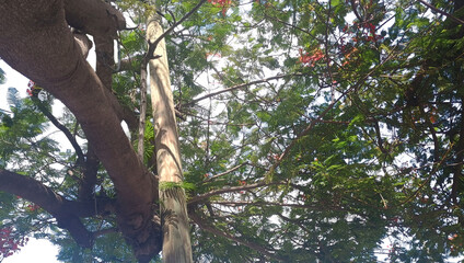 Fototapeta premium Tree trunk branches foliage canopy nature environment ecology botany flora element cutout transparency design resource graphic asset composition utility pole vegetation ecosystem pattern texture pngs.