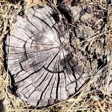 Natural wooden background of aged tree trunk cross section