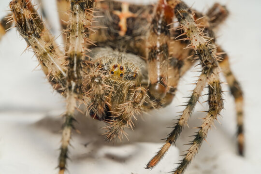Big Fuzzy Spider on White Surface Macro Nature