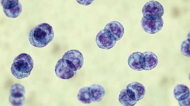 Streptococcus pneumoniae, 3D animation showing Gram-positive encapsulated diplococci, the causative agent of pneumococcal pneumonia, meningitis and septicaemia in humans.