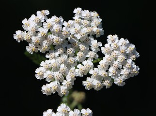 Achillea millefolium (common yarrow) medicinal plant growing in a meadow © Rita Puteikytė