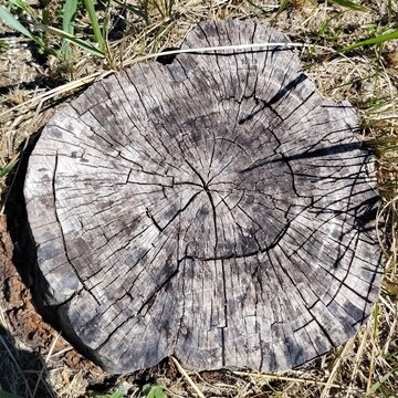 Aged tree trunk cross section with radial cracks in dry grass