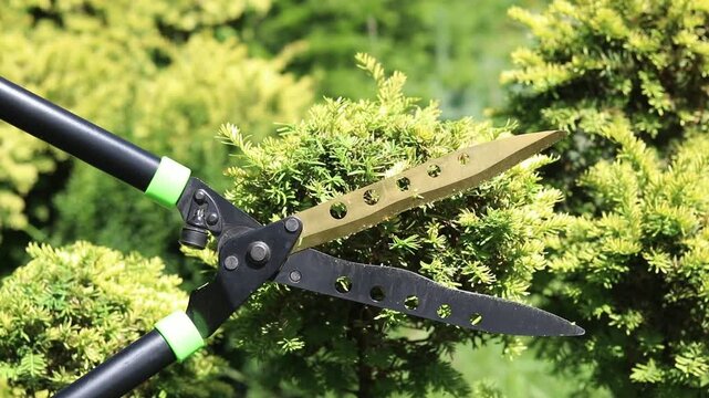 Gardener in protective gloves trims ornamental coniferous shrubs with professional garden shears. Concept of gardening, professional landscape service and landscaping of the surrounding area