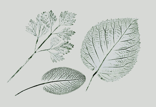 Leaf botanical illustration sketch drawing on neutral gray and green for decorative print or natural background. Floral motif print for card or invitation design.