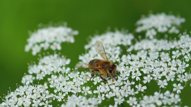 Honey bee foraging on a cluster of small white umbellifer ground elder flowers