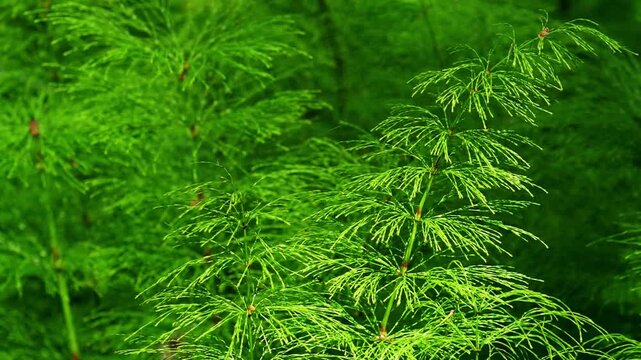 Lush Green Horsetail Plants Swaying Gently in the Wind