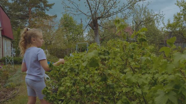 Girl collects leaves, child collects leaves, tea leaves collection