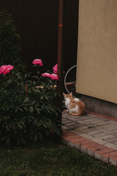 A diptych or two-shot composition showing a fluffy red and white domestic cat sitting peacefully on a brick-paved walkway next to a house wall. In the foreground, a lush green bush with bright pink pe