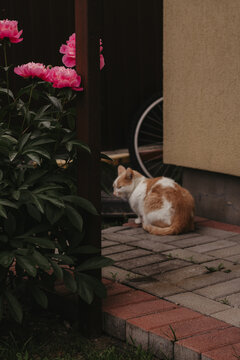 A diptych or two-shot composition showing a fluffy red and white domestic cat sitting peacefully on a brick-paved walkway next to a house wall. In the foreground, a lush green bush with bright pink pe
