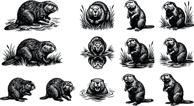 Group of beaver illustrations showing various natural behaviors and habitats in detailed woodcut engraving style