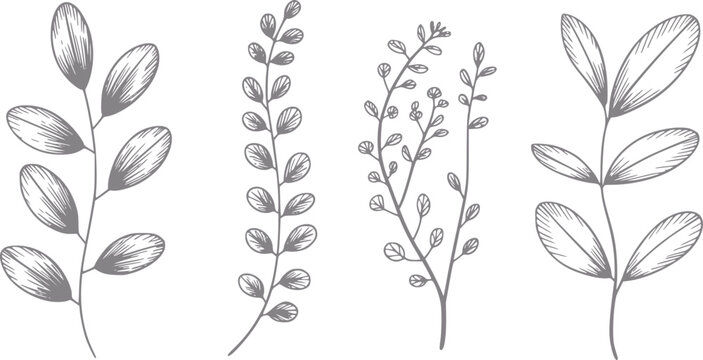 グレーの輪郭で描かれた4つの繊細な植物の小枝の手書き植物画