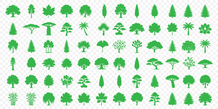 Redwood tree silhouette vector set, giant sequoia and evergreen conifer icons, forest pine nature graphics isolated on white background, redwood. Minimalist pine trees silhouette set for landscapes
