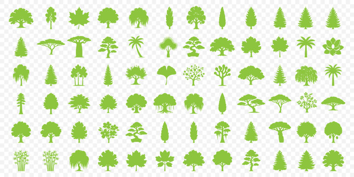 Redwood tree silhouette vector set, giant sequoia and evergreen conifer icons, forest pine nature graphics isolated on white background, redwood. Minimalist pine trees silhouette set for landscapes