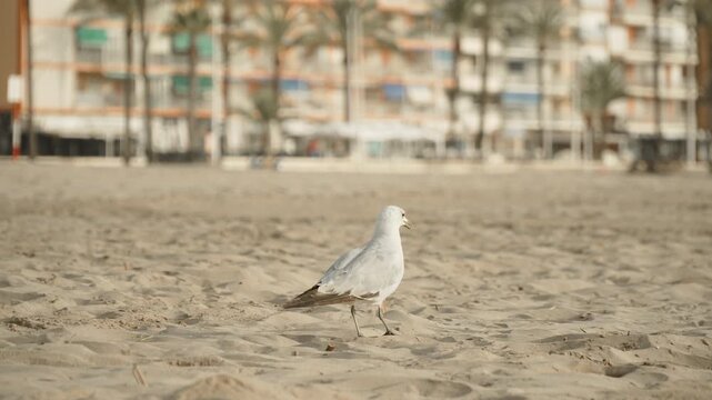 Seagull walks on beach sand in warm country, searches for food and tries to peck and pick up leftovers. Bird adaptation to coexistence with humans. Anthropogenic influence in resort seaside city.