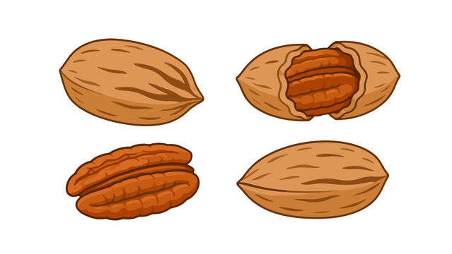 Pecan nuts in shell and kernel flat vector illustration