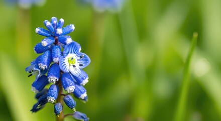 Fototapeta premium A detailed macro shot of vibrant blue wildflowers with white tips blooming in a lush green meadow during a bright and sunny spring morning, petals, garden, outdoors