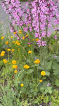 Panning shot from bright Ranunculus gold coin to Salvia rose rhapsody