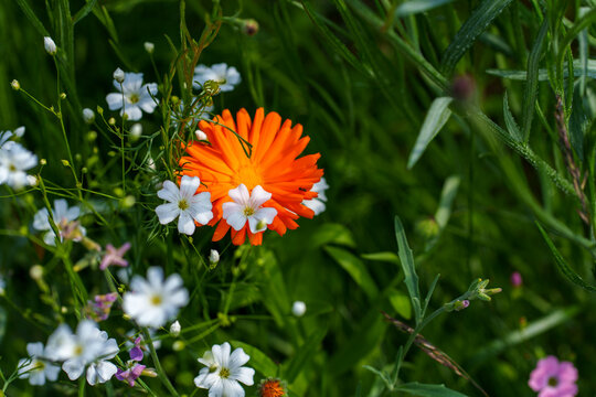 Vibrant Orange Wildflower in a Lush Green Meadow