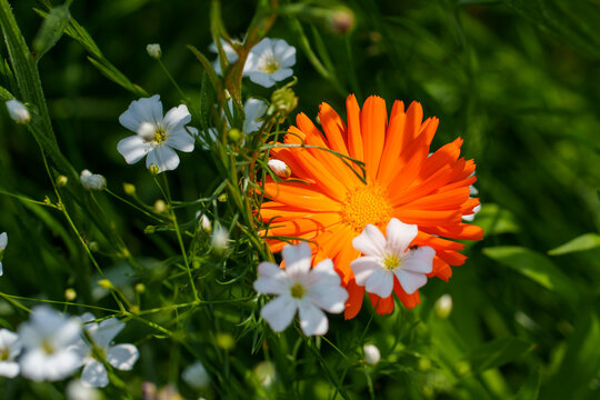 Vibrant Orange Calendula and White Wildflowers in Summer