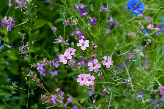 Delicate pink wildflowers blooming in a lush green meadow.