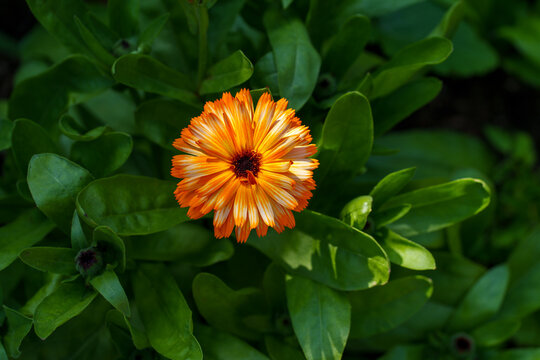 Vibrant Orange Calendula Bloom Among Lush Green Leaves