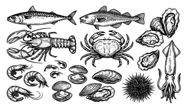 Seafood collection featuring fish lobster crab oysters squid shrimp and shellfish engraved vector illustration