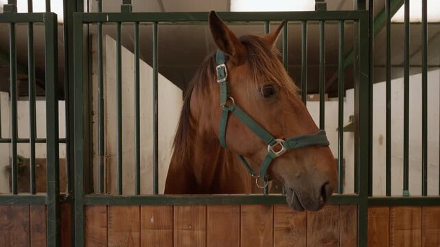Domestic horse standing inside a stable barn stall looking out over a wooden gate. An equestrian animal in a halter at a countryside livestock farm ranch or professional breeding facility.