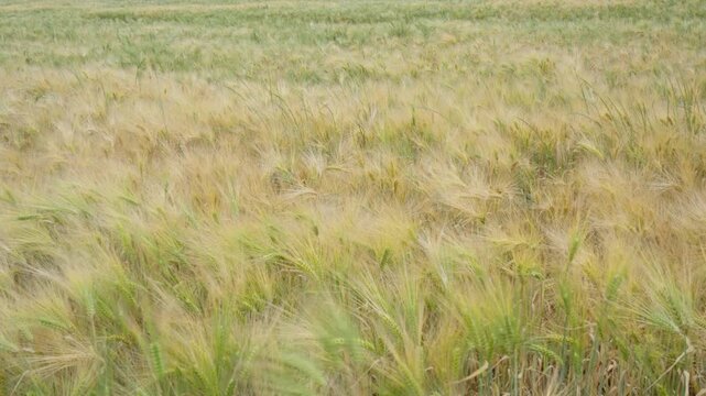 A dense textured pattern of golden barley cereal crops sways heavily in a strong wind, providing a perfect natural background for the agriculture, food production, and baking industries.