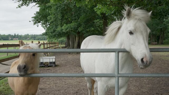 A domestic white horse and a small pony stand behind a metal gate at a countryside farm paddock, representing livestock breeding, animal husbandry, equine care, and equestrian ranch life.