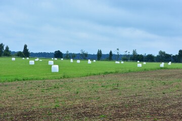 Obraz premium Agricultural field with white wrapped hay bales scattered across green grass under a cloudy sky. Rural countryside landscape, farming season, harvest preparation and peaceful nature scenery.